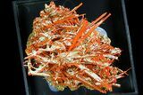 Bright Orange Crocoite Crystal Cluster - Tasmania #171698-4
